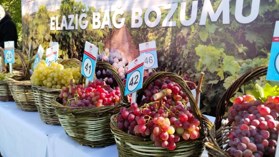 Bağ Bozumu ve Üzüm Festivali