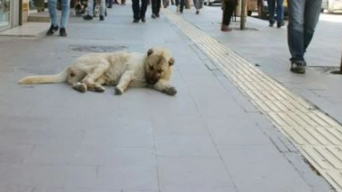 Başıboş Köpekler Toplatılsın