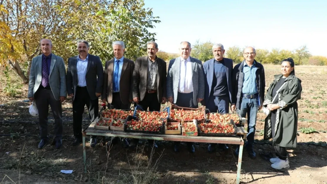 Elazığ'da Albion Çeşidi Çilek Büyüledi!