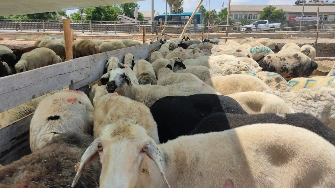 Elazığ'da Et Fiyatları Düşecek!