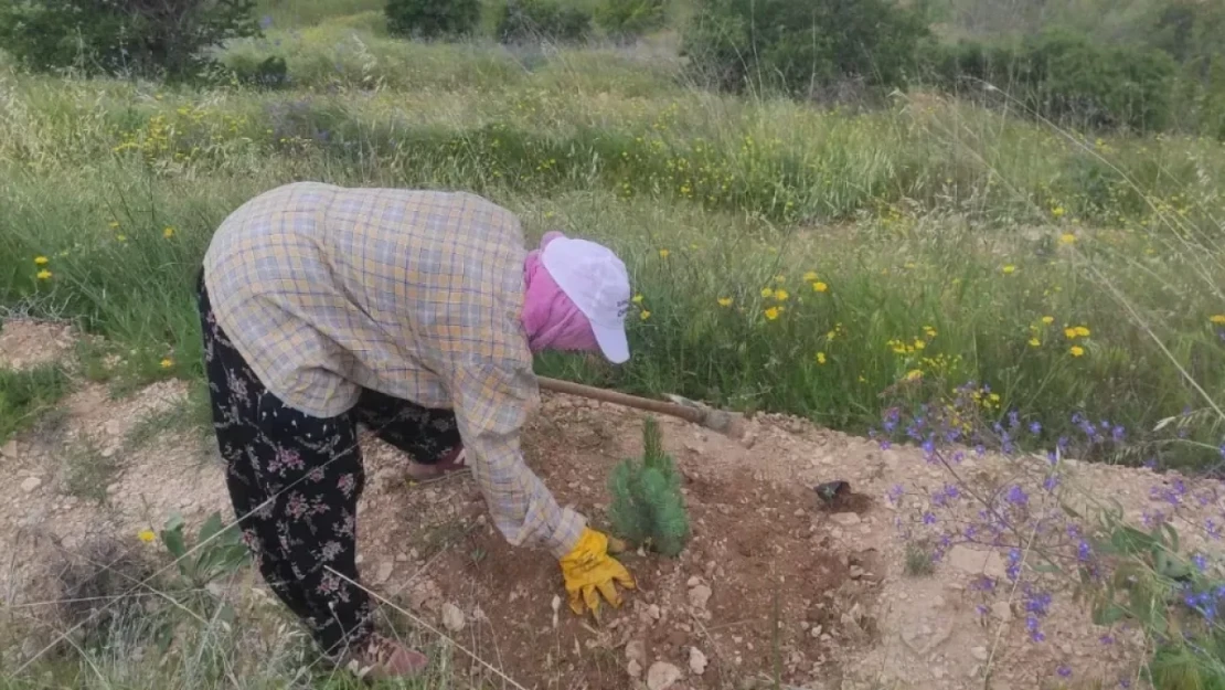 Elazığ'da Fidan Bakım Çalışmaları Sürüyor
