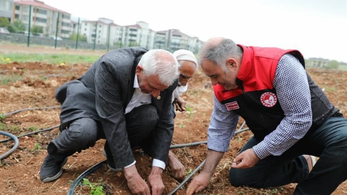 Elazığ'da Sebze Fidesi Dikimi Başladı