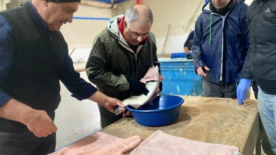 Elazığ'da Yılın Son Alabalık Sağımı Yapıldı!