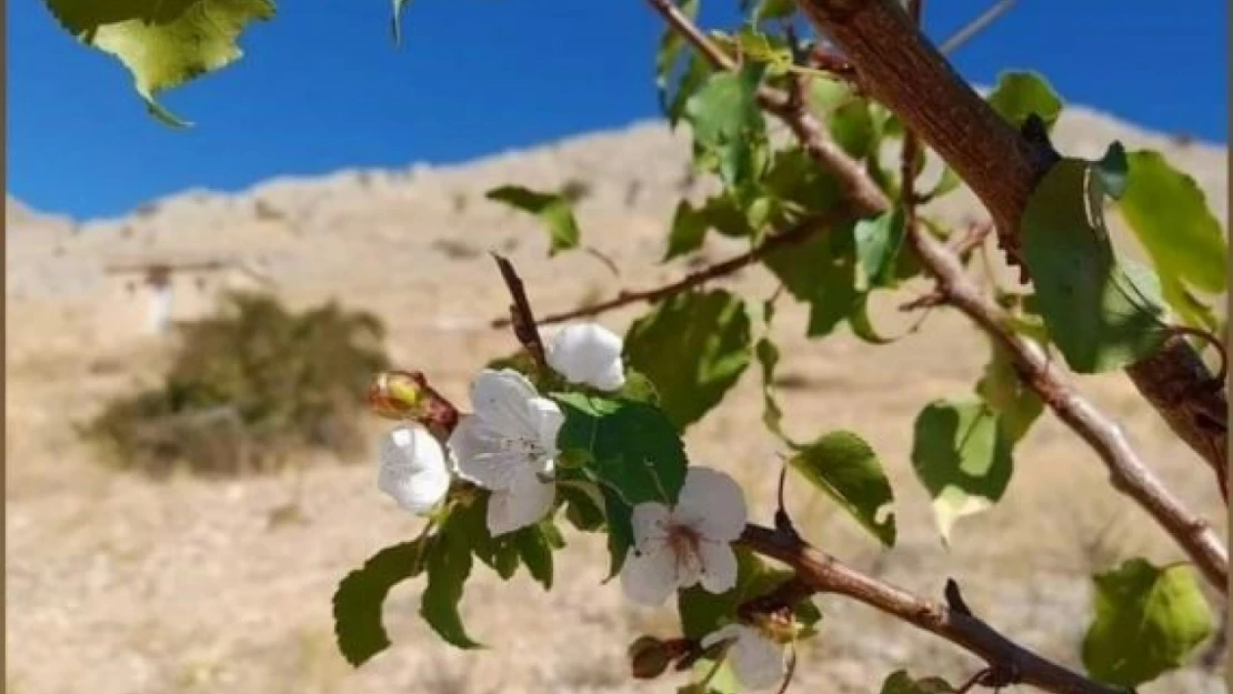 Elazığ'ın Baskil İlçesinde Sıra Dışı Doğa Olayı