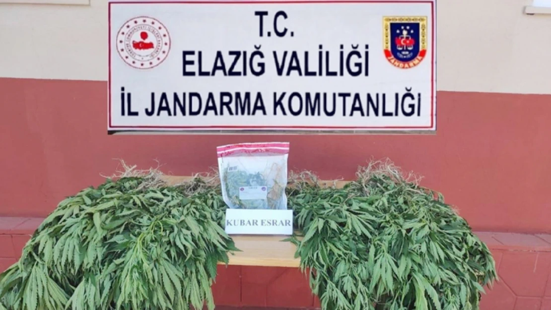 Kenevir Ektiği Belirlenen Kişi Jandarma Tarafından Yakalandı!