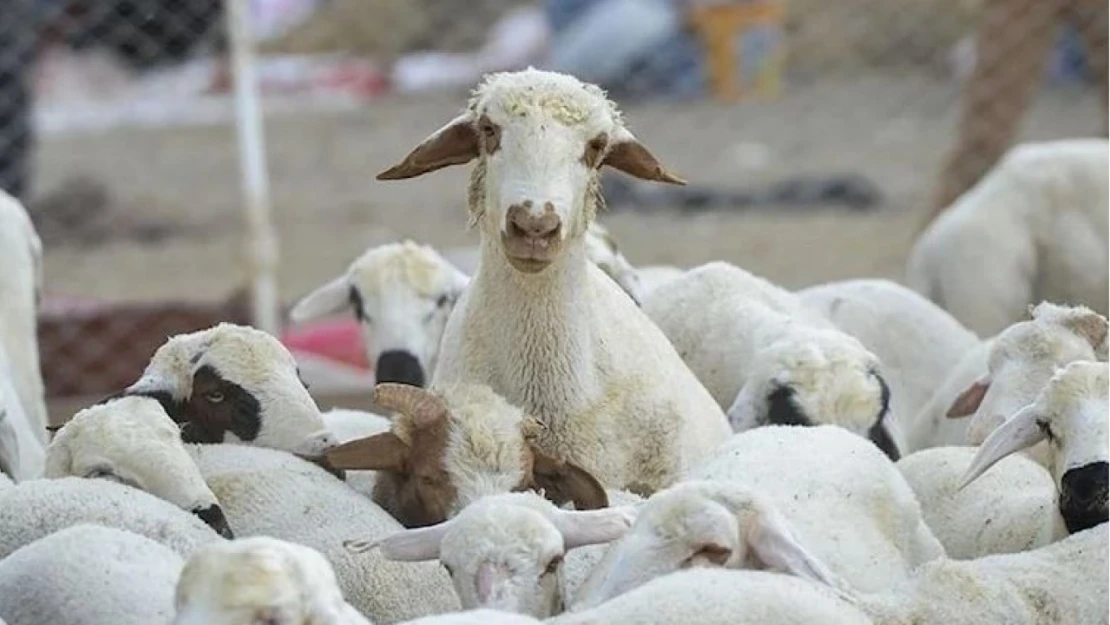 Kimliksiz Hayvan Dönemi Sona Eriyor