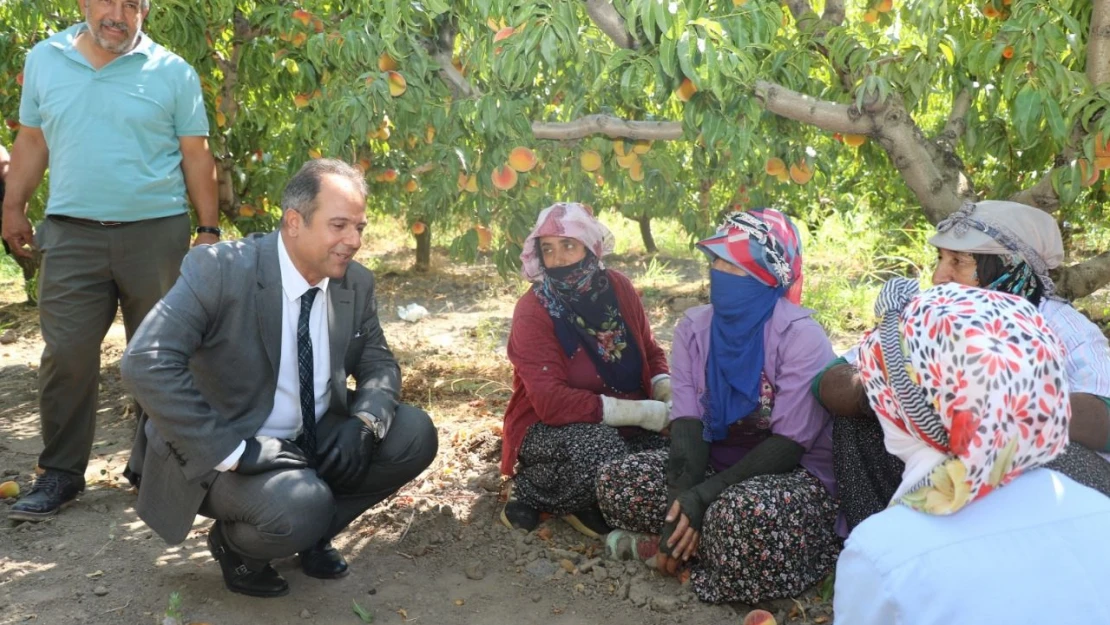 Müdürü Kılıç, Şeftali Hasadına Katıldı