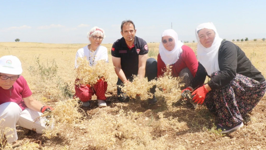 Nohut Hasadı Başladı