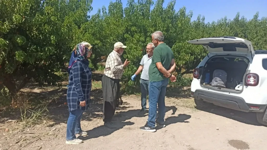 Şeftali Üretiminde Zararlılarla Mücadele Devam Ediyor