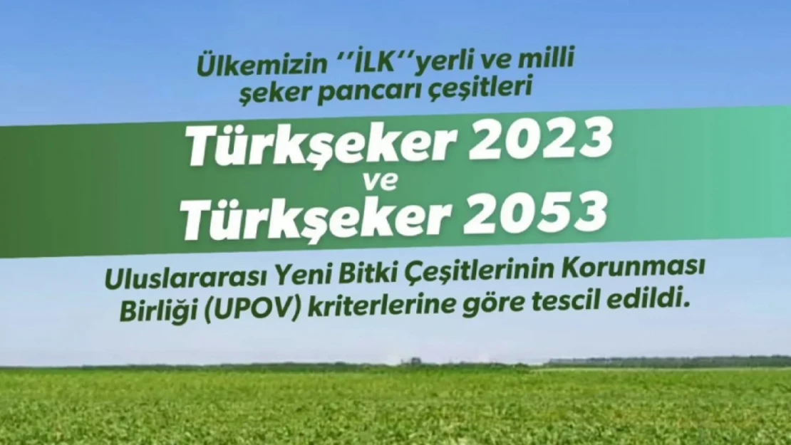 Türkiye'de Bir İlk Yerli Şeker Pancarı Tescillendi!