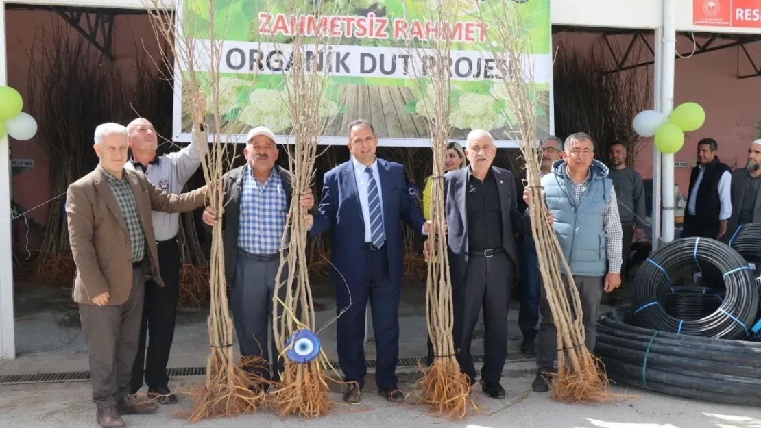 Üreticilere 1400 Adet Dut Fidanı Dağıtıldı