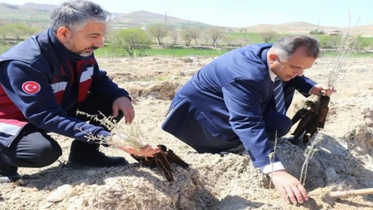 Amerikan Tuz Çalısı Toprakla Buluştu