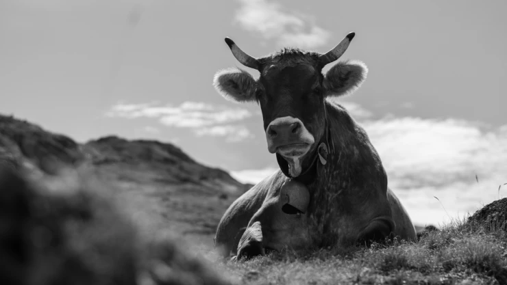 Bakanlıktan Halk Elinde Islah Projesi Başlattı