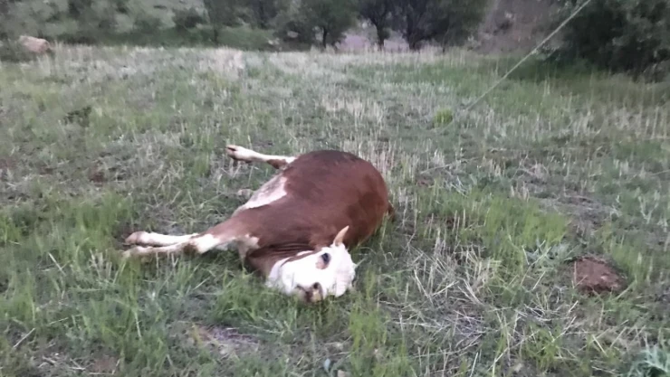 Dere Boğazı Köyünde Büyük İhmal
