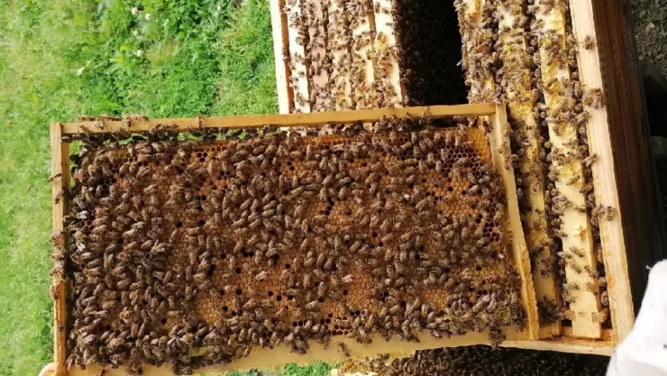 Elazığ'da Arılı Kovan Destekleme Başvuruları Başladı!