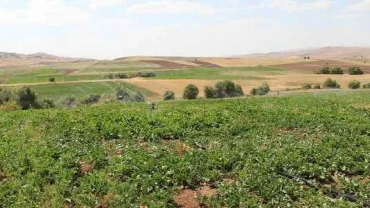 Elazığ'da Hibeli Nohut ve Kuru Fasulye Tohumluğu Dağıtılacak!