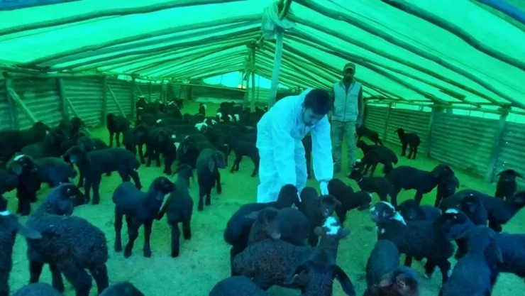 Elazığ'da Şap Alarmı! Hayvanlarınızı Koruyun