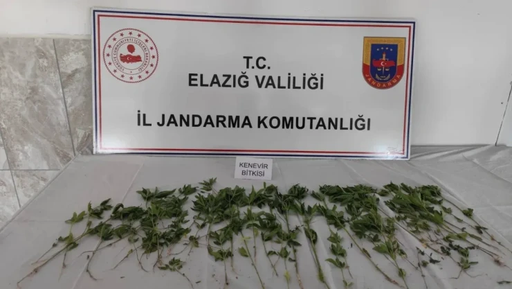 Elazığ Jandarmadan Kenevir Operasyonu