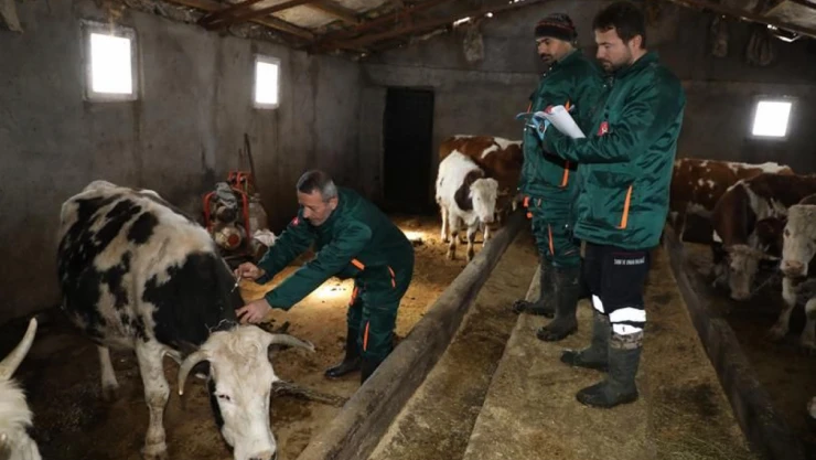 Karakoçan'da Şap Hastalığıyla Mücadele Sürüyor!