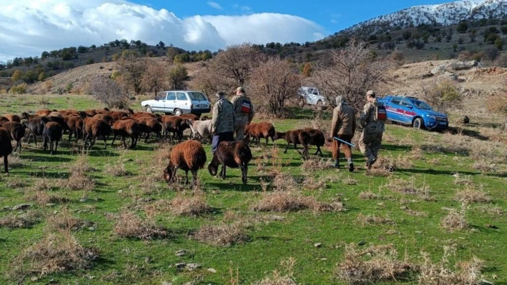 Kayıp Koyunları Jandarma Buldu