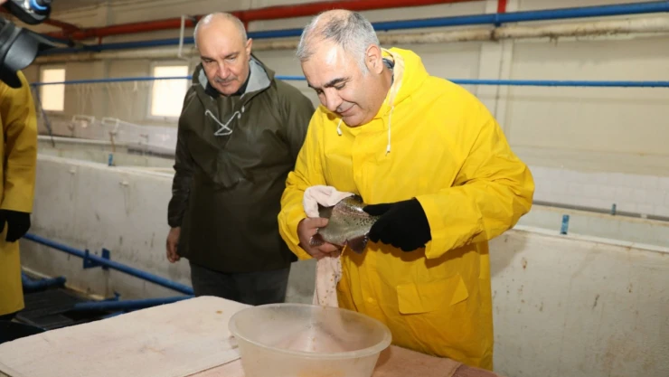 Keban'da Alabalık Sağım Çalışmaları Hızlandı