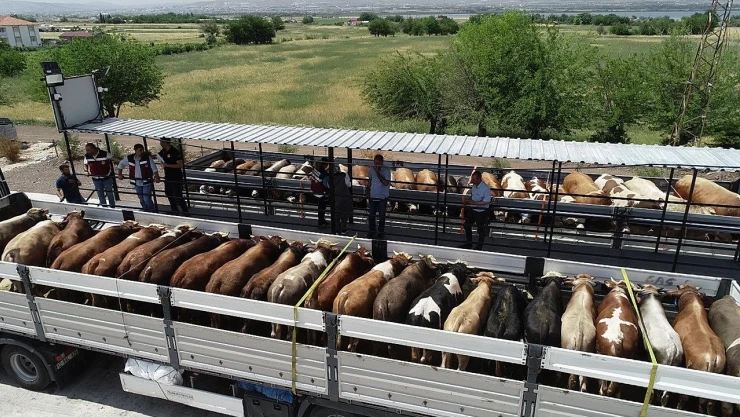 Rekor Cezalar Kesiliyor