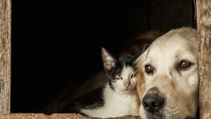 Sokak Köpekleri Düzenlemesinde Hangi Maddeler Var?