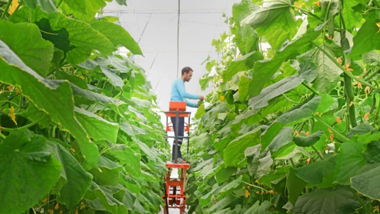 Topraksız Tarımla Hem Yaz Hem De Kış Mevsiminde Sebze Yetiştirilecek