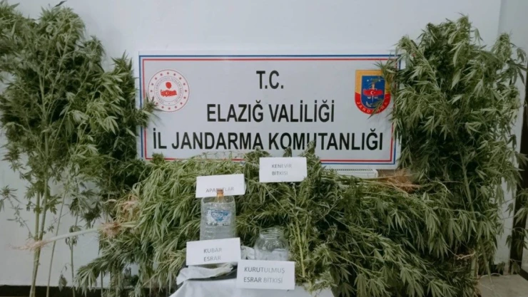 Yasa Dışı Kenevir Ekimi Yapan Şahıslar Yakalandı
